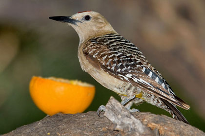 Gila Woodpecker Image @ Kiwifoto.com