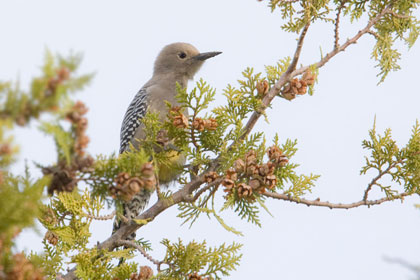 Gila Woodpecker Picture @ Kiwifoto.com