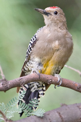 Gila Woodpecker