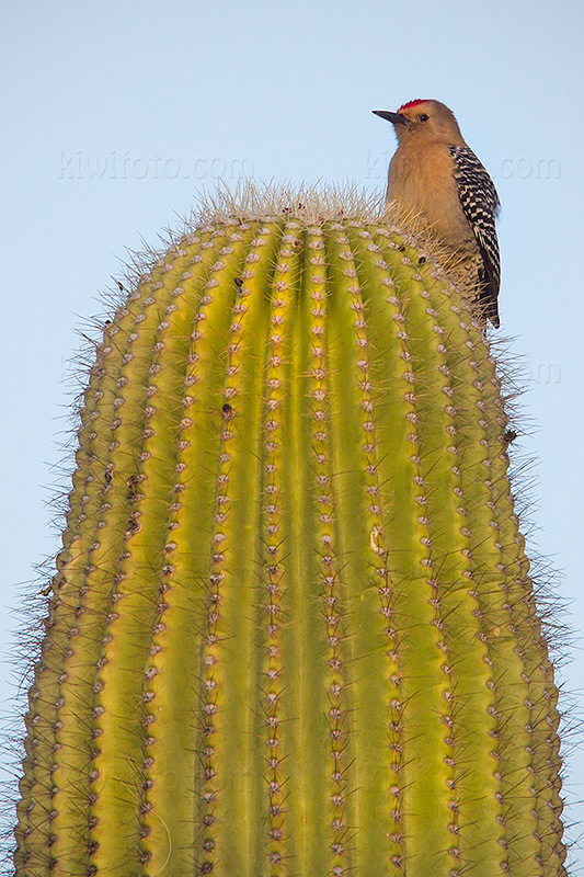 Gila Woodpecker Image @ Kiwifoto.com