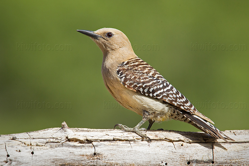 Gila Woodpecker Photo @ Kiwifoto.com