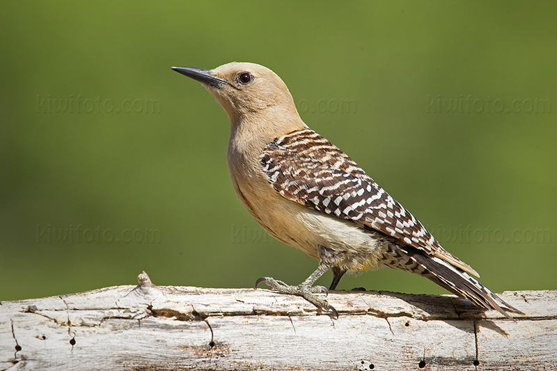 Gila Woodpecker @ Ash Canyon B&B, AZ Gila Woodpecker @ Ash Canyon B&B, AZ