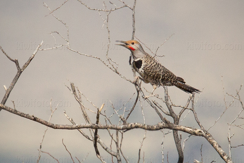 Gilded Flicker @ Palominas, AZ Gilded Flicker @ Palominas, AZ