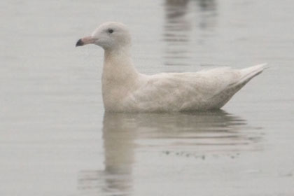 Glaucous Gull