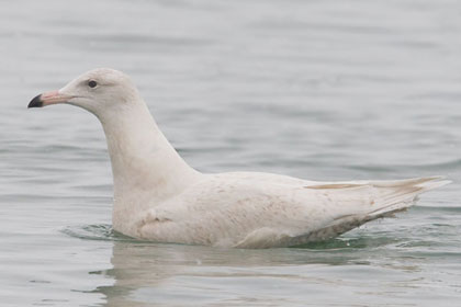 Glaucous Gull Image @ Kiwifoto.com