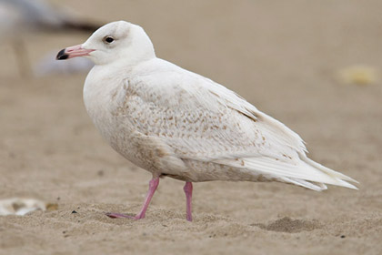 Glaucous Gull Image @ Kiwifoto.com