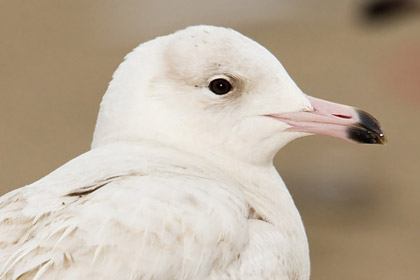 Glaucous Gull Photo @ Kiwifoto.com