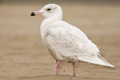 Glaucous Gull Image @ Kiwifoto.com