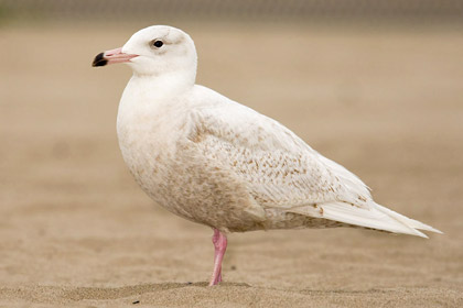 Glaucous Gull Photo @ Kiwifoto.com