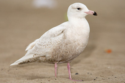 Glaucous Gull Photo @ Kiwifoto.com