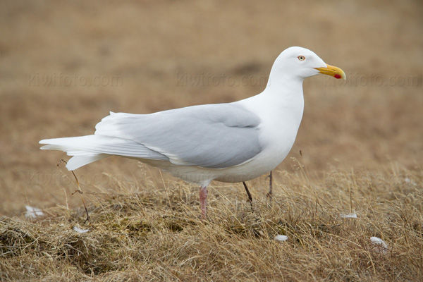 Glaucous Gull Image @ Kiwifoto.com