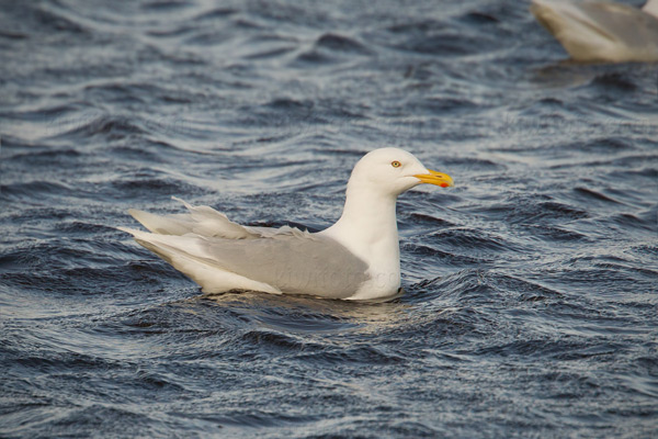Glaucous Gull Picture @ Kiwifoto.com