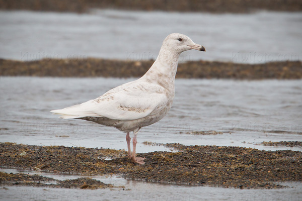 Glaucous Gull Photo @ Kiwifoto.com