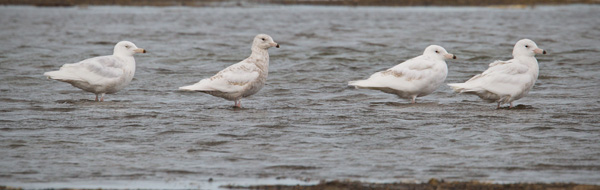 Glaucous Gull Photo @ Kiwifoto.com