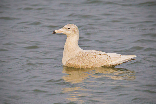 Glaucous Gull Image @ Kiwifoto.com