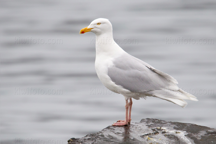 Glaucous Gull Photo @ Kiwifoto.com