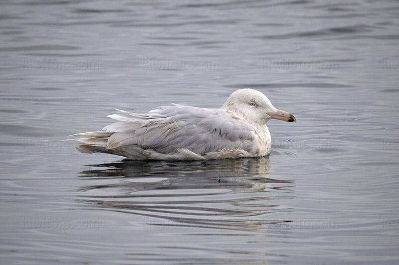Glaucous Gull Picture @ Kiwifoto.com