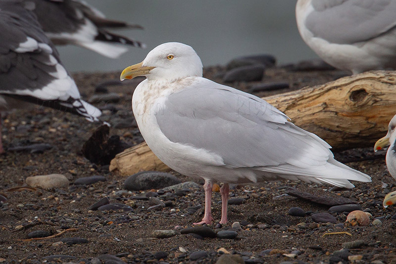 Glaucous Gull Image @ Kiwifoto.com
