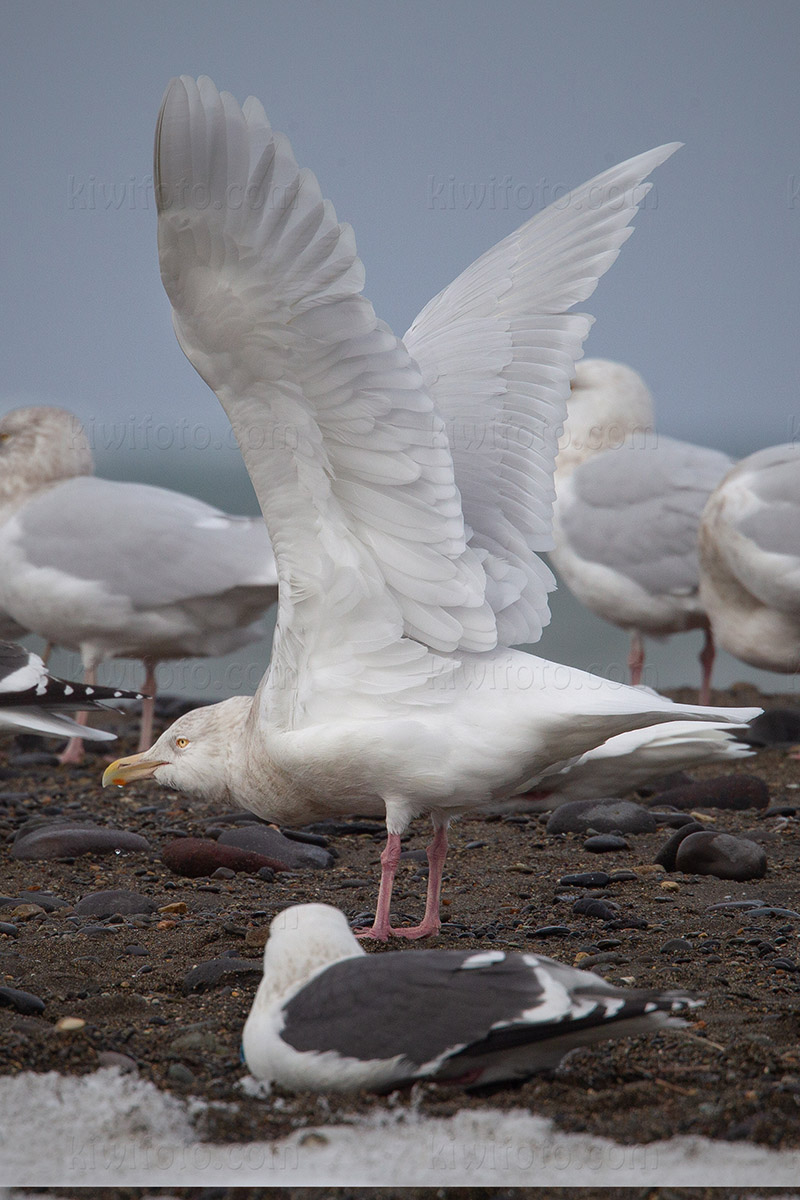 Glaucous Gull Picture @ Kiwifoto.com