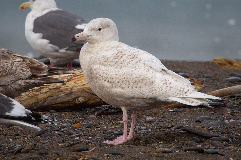 Glaucous Gull Picture @ Kiwifoto.com