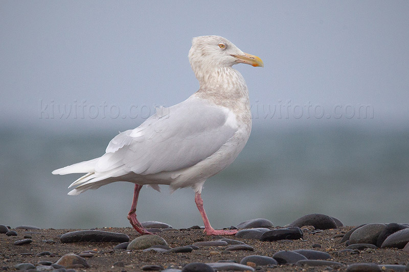 Glaucous Gull Image @ Kiwifoto.com