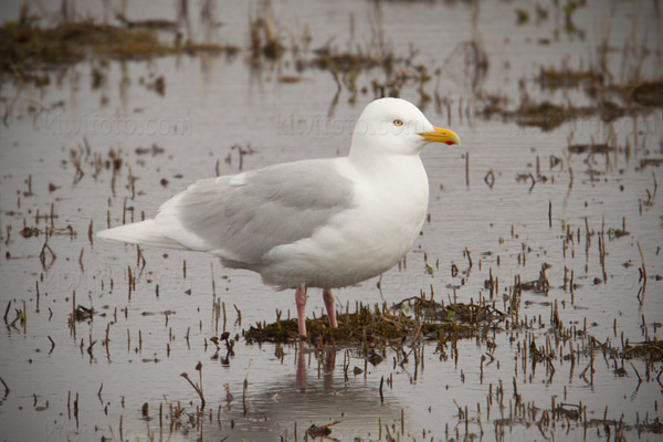 Glaucous Gull Photo @ Kiwifoto.com