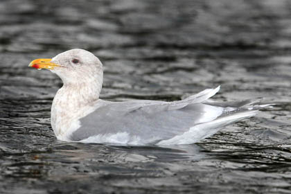 Glaucous-winged Gull Photo @ Kiwifoto.com