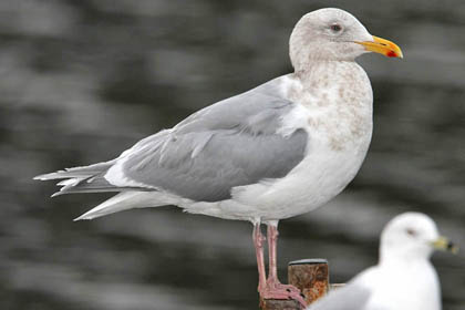 Glaucous-winged Gull Picture @ Kiwifoto.com