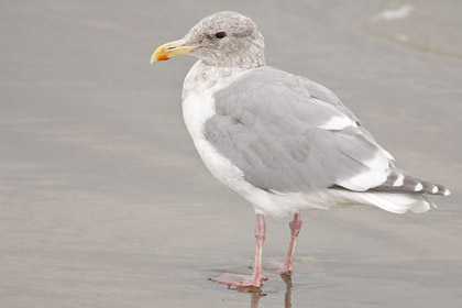 Glaucous-winged Gull Picture @ Kiwifoto.com