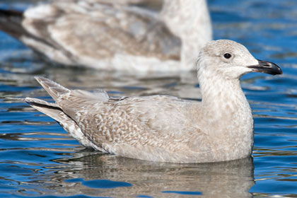 Glaucous-winged Gull (1st year)