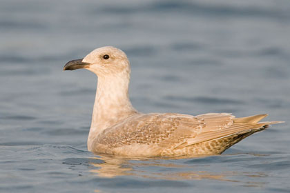 Glaucous-winged Gull Photo @ Kiwifoto.com