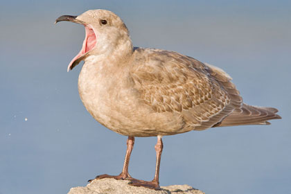 Glaucous-winged Gull Image @ Kiwifoto.com