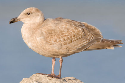 Glaucous-winged Gull Photo @ Kiwifoto.com