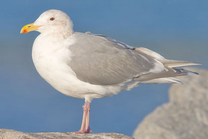 Glaucous-winged Gull Image @ Kiwifoto.com