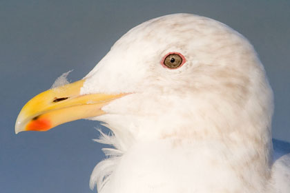 Glaucous-winged Gull Photo @ Kiwifoto.com