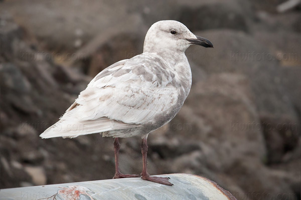 Glaucous-winged Gull Image @ Kiwifoto.com