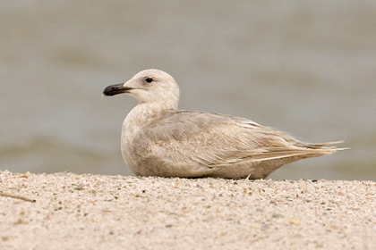 Glaucous-winged Gull Photo @ Kiwifoto.com