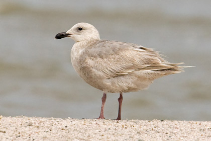 Glaucous-winged Gull Picture @ Kiwifoto.com