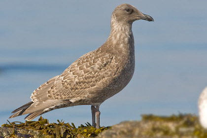 Glaucous-winged Gull (1st Yr. Juvenile)