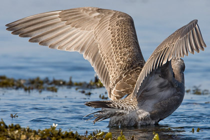 Glaucous-winged Gull (1st Cycle juvenile)