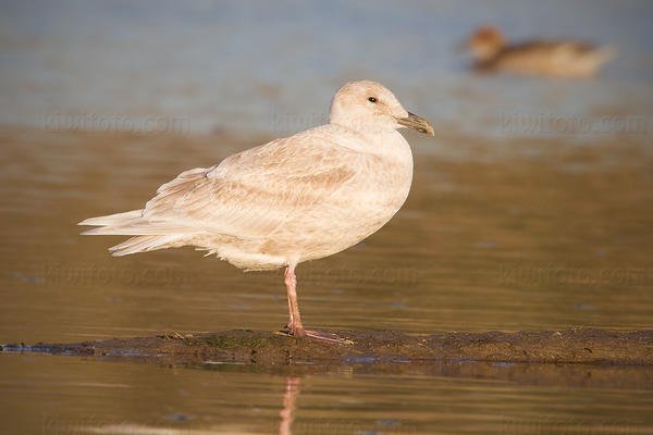 Glaucous-winged Gull Image @ Kiwifoto.com