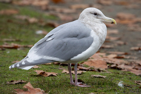 Glaucous-winged Gull Photo @ Kiwifoto.com