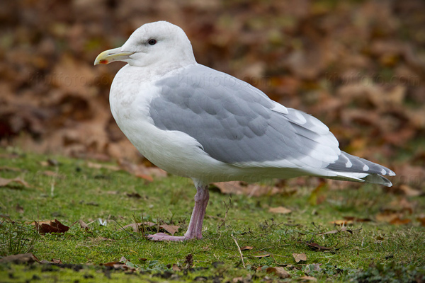 Glaucous-winged Gull Photo @ Kiwifoto.com