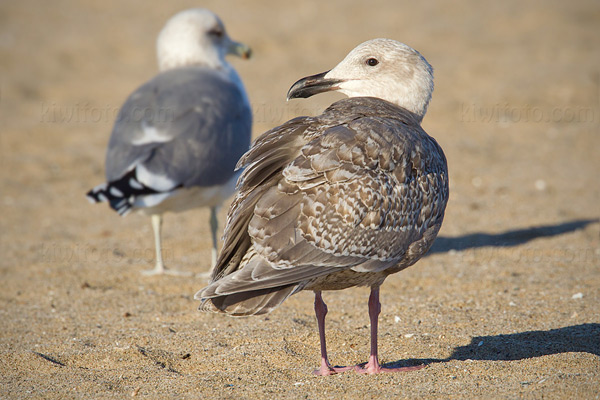 Glaucous-winged Gull Photo @ Kiwifoto.com