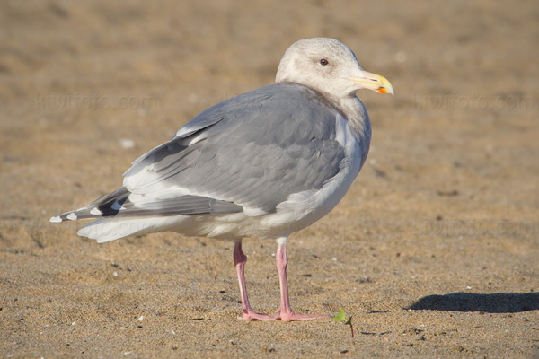 Glaucous-winged Gull Image @ Kiwifoto.com