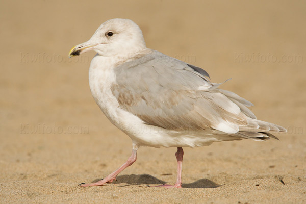 Glaucous-winged Gull Picture @ Kiwifoto.com