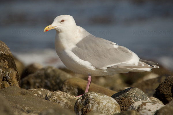 Glaucous-winged Gull Picture @ Kiwifoto.com