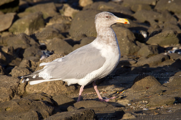 American Herring Gull (GWGU x Herring)