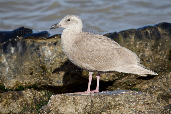 Glaucous-winged Gull