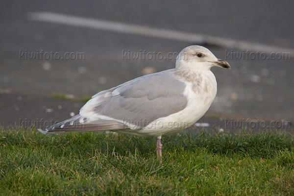 Glaucous-winged Gull Image @ Kiwifoto.com